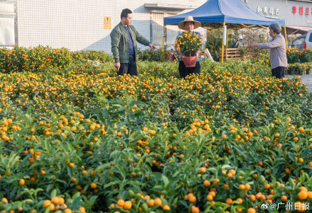 今年年宵花行情如何？走访广州年味最早的岭南花卉市场