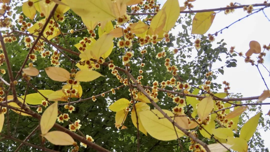 开了开了!朋友圈刷屏!合肥网友:太香了 开了开了!朋友圈刷屏!合肥网友:太香了