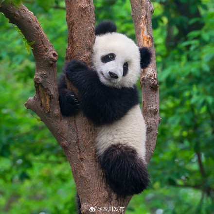 看熊猫注意！1月15日神树坪基地闭园一天