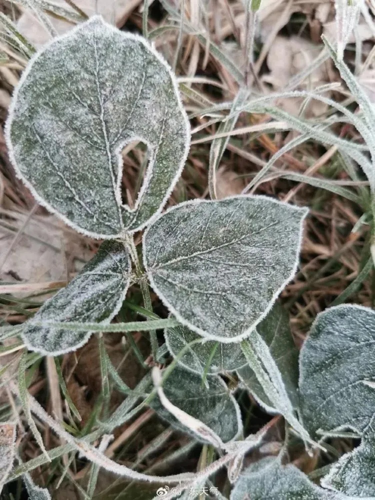 最低6°!广州今年首发寒冷预警,降温就在今晚→ 最低6°!广州今年首发寒冷预警,降温就在今晚→
