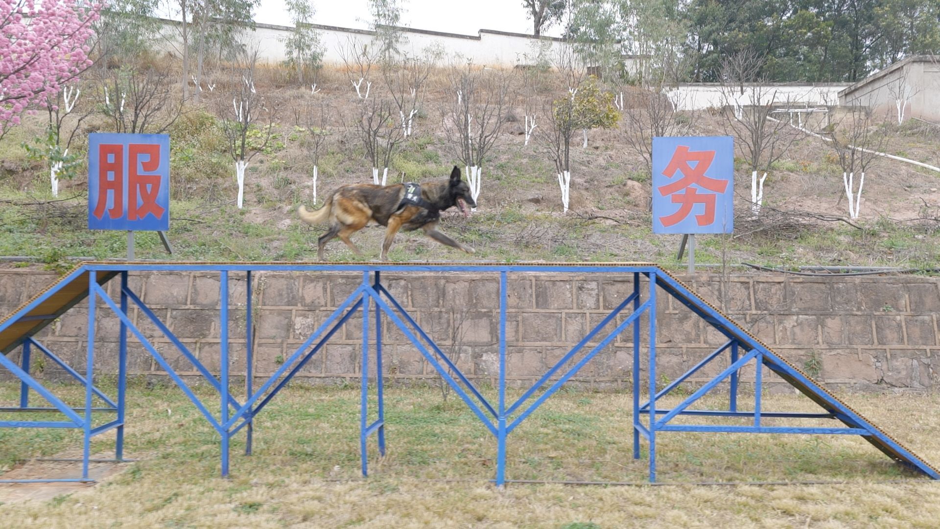 正要过生日，听到报警的搜捕犬自己就叼上了警服