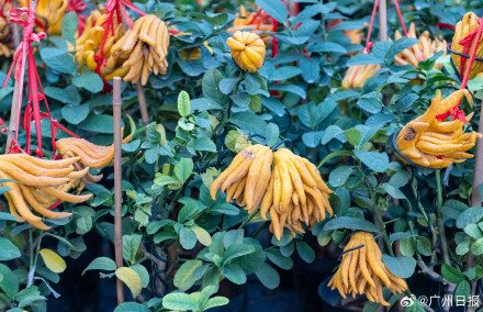 今年年宵花行情如何？走访广州年味最早的岭南花卉市场