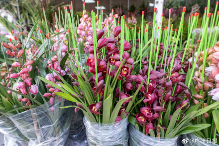 今年年宵花行情如何？走访广州年味最早的岭南花卉市场