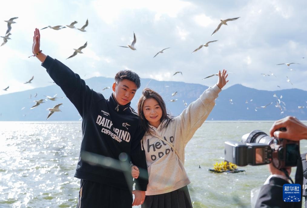 昆明进入最佳观鸥季