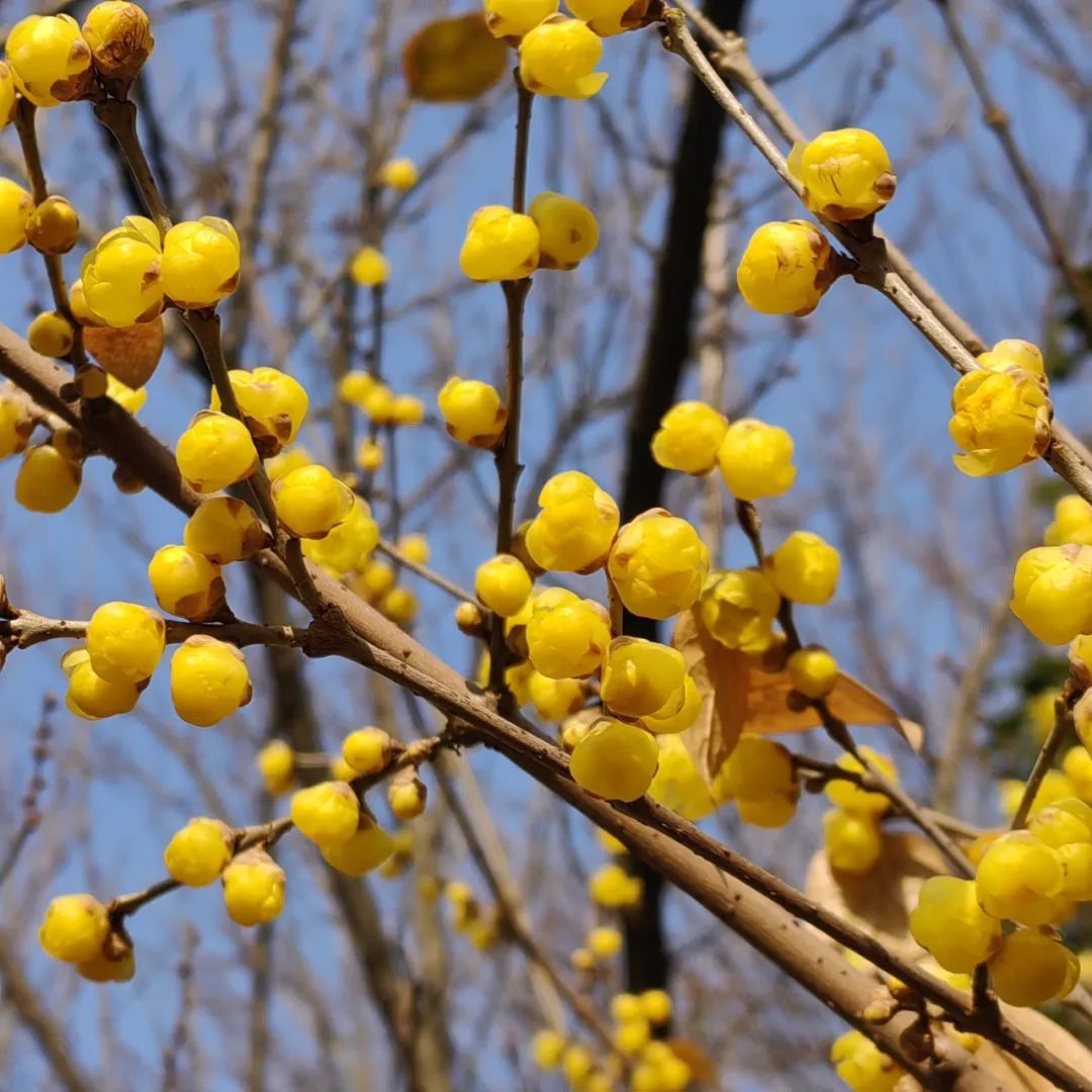 开了开了!朋友圈刷屏!合肥网友:太香了 开了开了!朋友圈刷屏!合肥网友:太香了