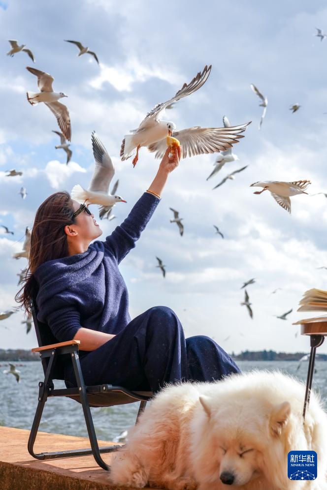 昆明进入最佳观鸥季