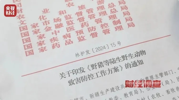 深圳梧桐山野猪一家7口在线讨食,景区:别靠近、别投喂! 深圳梧桐山野猪一家7口在线讨食,景区:别靠近、别投喂!