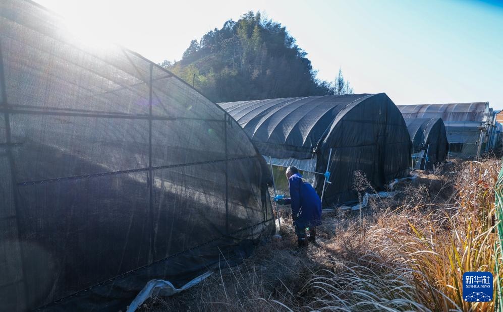 浙江武义：铁皮石斛特色种植助力百姓共富