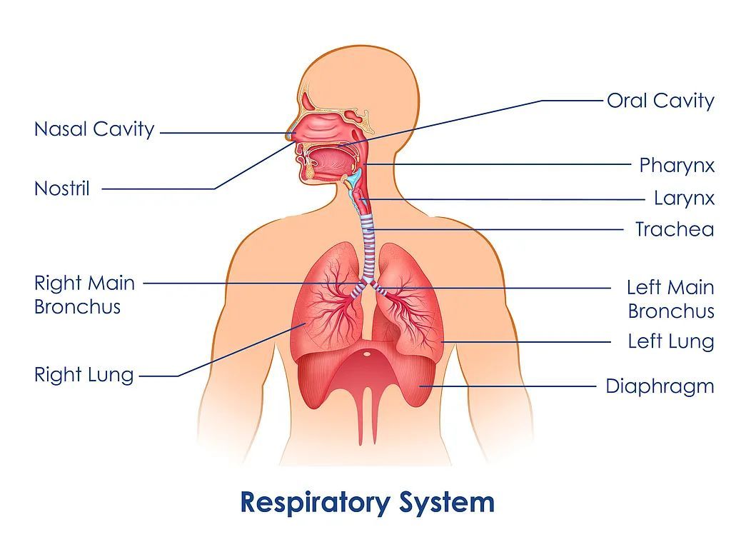 明星子女下巴后缩,为什么劝你“闭嘴”? 明星子女下巴后缩,为什么劝你“闭嘴”?