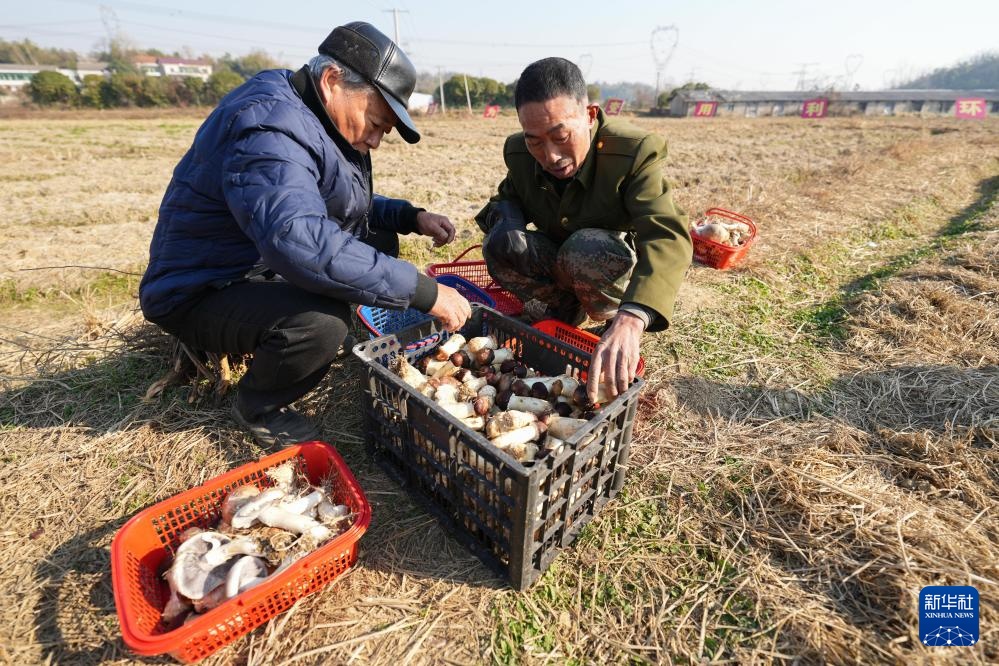 湖南益阳：“稻菇轮作”促“一田双收”