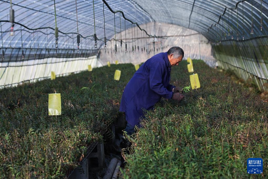 浙江武义：铁皮石斛特色种植助力百姓共富