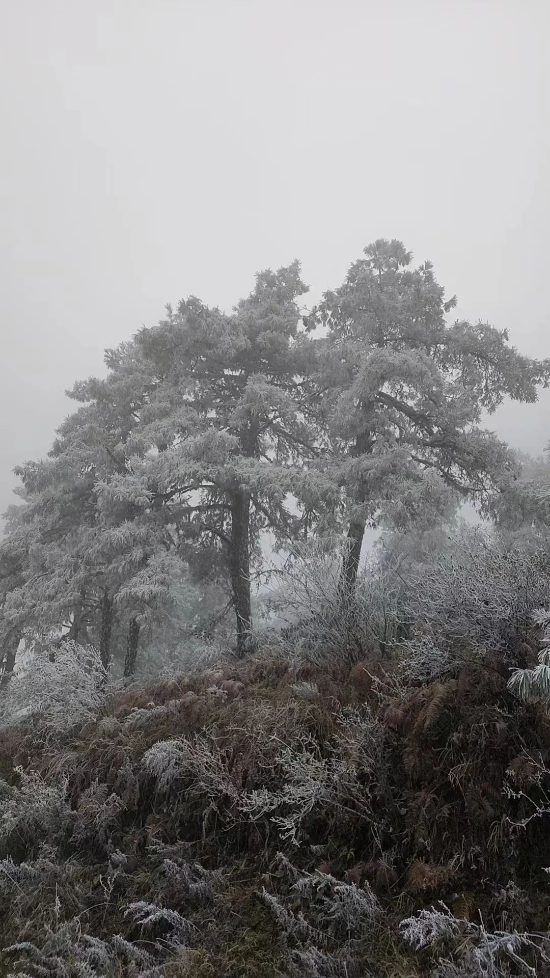 刚刚，昆明下雪啦！接下来云南的天气情况是......