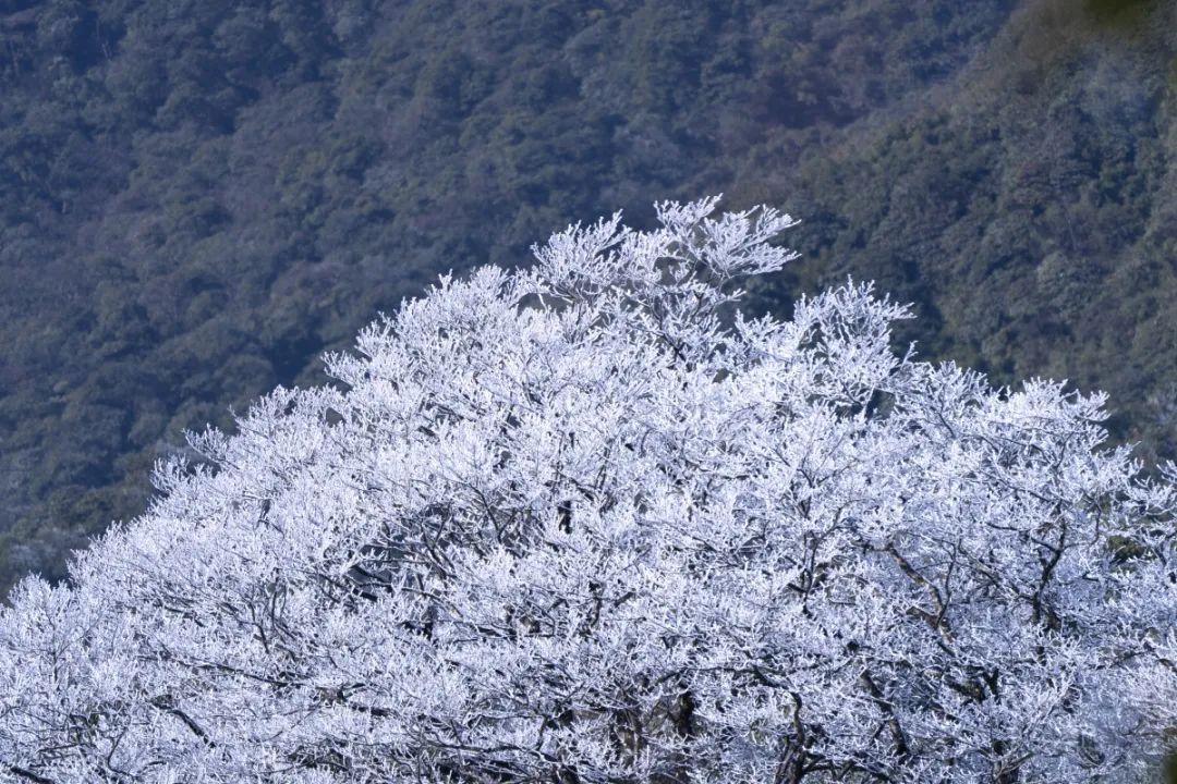 壮观！广西这个景区变成冰雪世界！