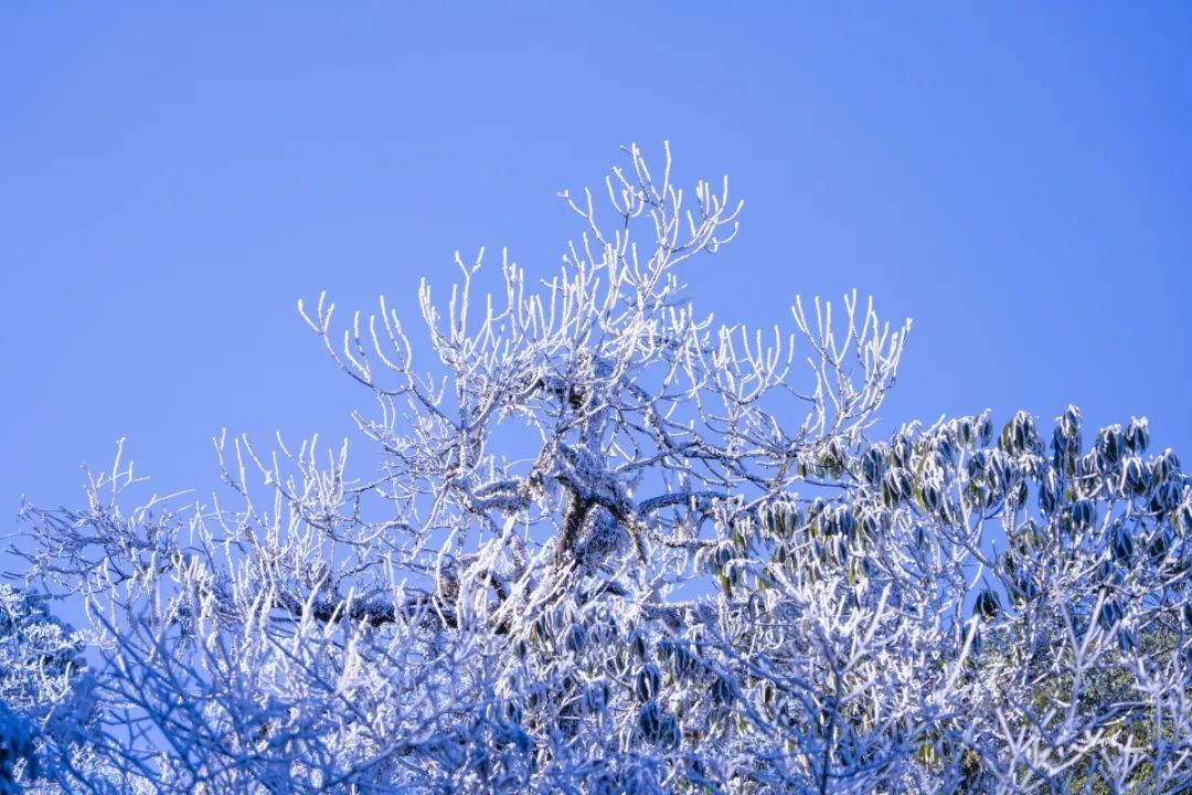 壮观！广西这个景区变成冰雪世界！