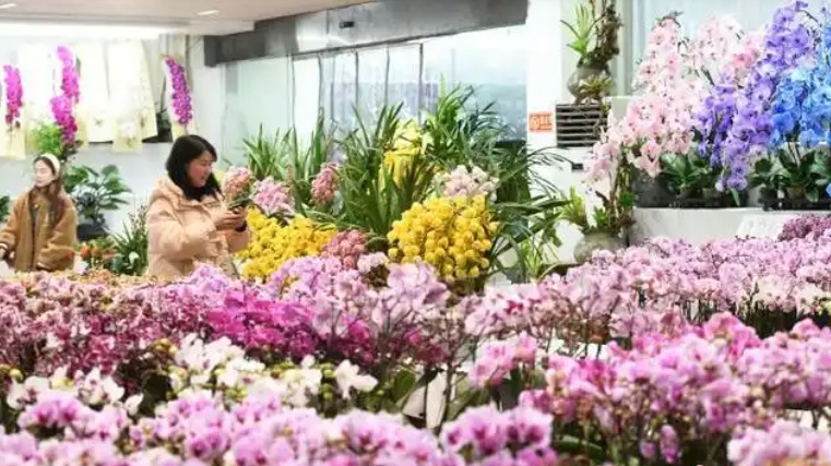 “顶流”销量火爆，有人一盆一盆搬回家！重庆网友：每年都买