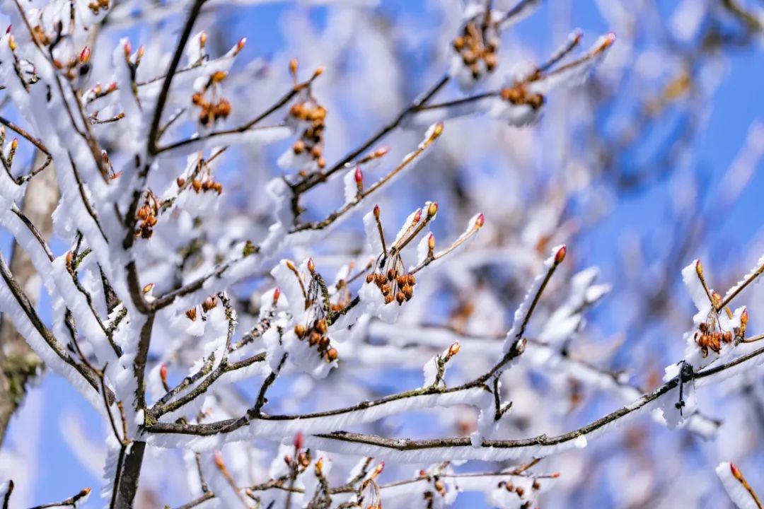 壮观！广西这个景区变成冰雪世界！