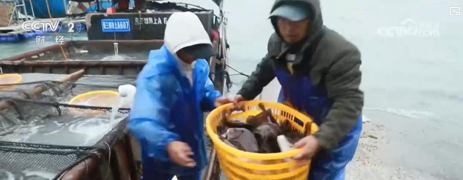 节前市场供应丰富 海鲜年货供销两旺