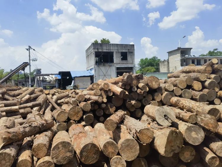 非法处置松木1000余吨！浙江缙云公安成功侦破一起妨害动植物防疫、检疫案