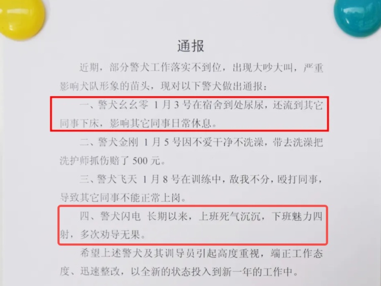 云南一警犬被通报批评引关注：上班死气沉沉、下班魅力四射