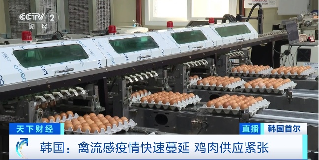 最高级别“危机警报”!禽流感疫情快速蔓延,韩国发生了什么? 最高级别“危机警报”!禽流感疫情快速蔓延,韩国发生了什么?