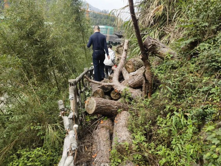 非法处置松木1000余吨！浙江缙云公安成功侦破一起妨害动植物防疫、检疫案