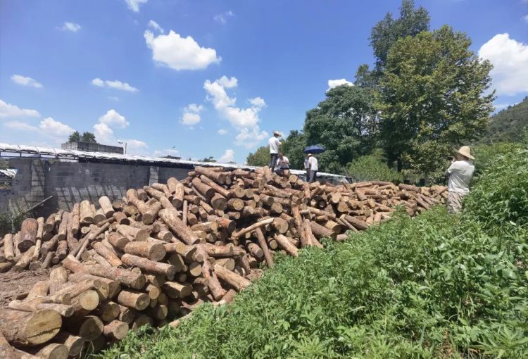 非法处置松木1000余吨！浙江缙云公安成功侦破一起妨害动植物防疫、检疫案