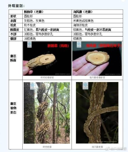 广东一市民地摊买到断肠草吃进ICU 广东一市民地摊买到断肠草吃进ICU