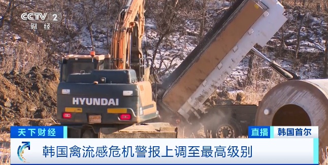 最高级别“危机警报”!禽流感疫情快速蔓延,韩国发生了什么? 最高级别“危机警报”!禽流感疫情快速蔓延,韩国发生了什么?