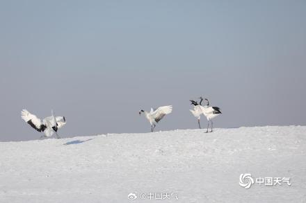 绝美!黑龙江扎龙湿地丹顶鹤雪中起舞 仙气十足 绝美!黑龙江扎龙湿地丹顶鹤雪中起舞 仙气十足