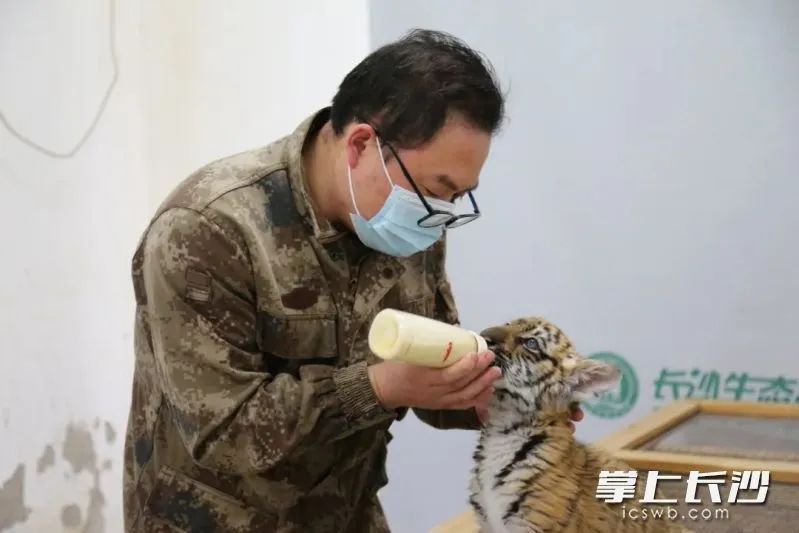 老虎饿成皮包骨？！长沙生态动物园回复→