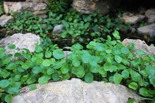 盘点那些被读错的植物 | 薜荔VS芫荽：名字很“高级”，样子很普通！