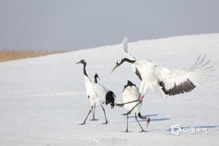 绝美!黑龙江扎龙湿地丹顶鹤雪中起舞 仙气十足 绝美!黑龙江扎龙湿地丹顶鹤雪中起舞 仙气十足