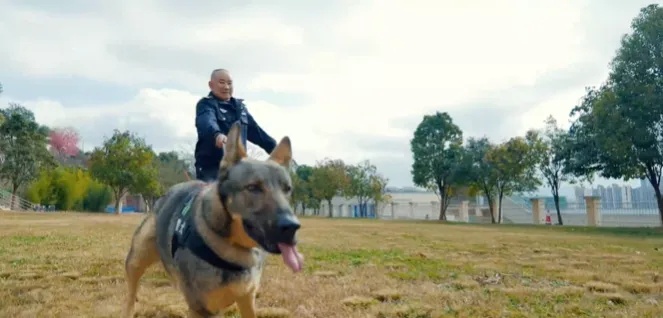 “上班摸鱼、殴打同事、到处尿尿……” 4只警犬被通报 “上班摸鱼、殴打同事、到处尿尿……” 4只警犬被通报