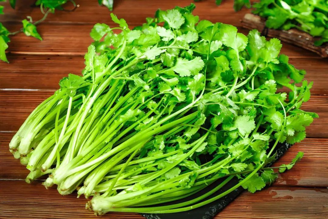 盘点那些被读错的植物 | 薜荔VS芫荽：名字很“高级”，样子很普通！