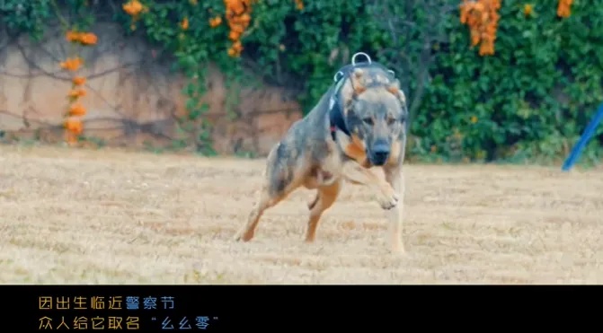 “上班摸鱼、殴打同事、到处尿尿……” 4只警犬被通报 “上班摸鱼、殴打同事、到处尿尿……” 4只警犬被通报