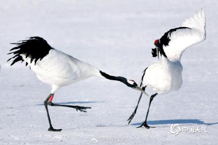 绝美!黑龙江扎龙湿地丹顶鹤雪中起舞 仙气十足 绝美!黑龙江扎龙湿地丹顶鹤雪中起舞 仙气十足