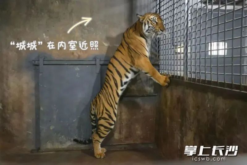 老虎饿成皮包骨？！长沙生态动物园回复→