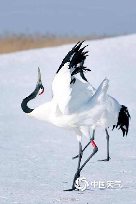 绝美!黑龙江扎龙湿地丹顶鹤雪中起舞 仙气十足 绝美!黑龙江扎龙湿地丹顶鹤雪中起舞 仙气十足