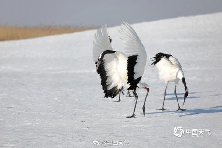 绝美!黑龙江扎龙湿地丹顶鹤雪中起舞 仙气十足 绝美!黑龙江扎龙湿地丹顶鹤雪中起舞 仙气十足