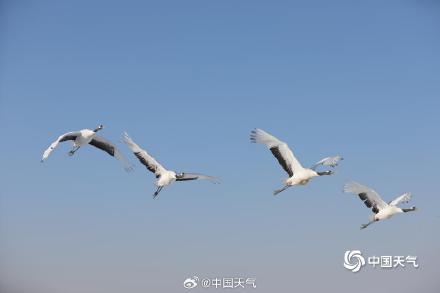 绝美!黑龙江扎龙湿地丹顶鹤雪中起舞 仙气十足 绝美!黑龙江扎龙湿地丹顶鹤雪中起舞 仙气十足