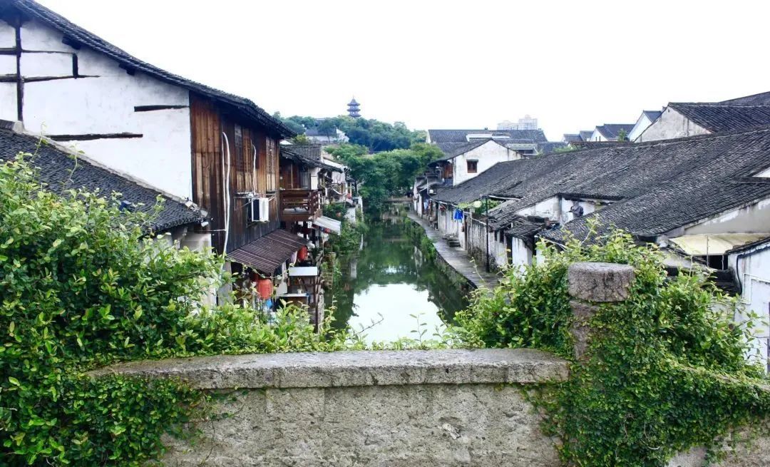 盘点那些被读错的植物 | 薜荔VS芫荽：名字很“高级”，样子很普通！