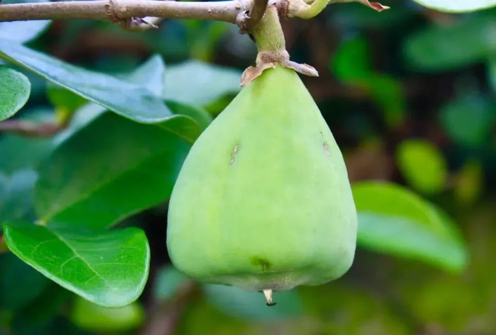 盘点那些被读错的植物 | 薜荔VS芫荽：名字很“高级”，样子很普通！