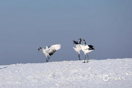 绝美!黑龙江扎龙湿地丹顶鹤雪中起舞 仙气十足 绝美!黑龙江扎龙湿地丹顶鹤雪中起舞 仙气十足