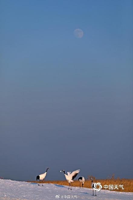 绝美!黑龙江扎龙湿地丹顶鹤雪中起舞 仙气十足 绝美!黑龙江扎龙湿地丹顶鹤雪中起舞 仙气十足