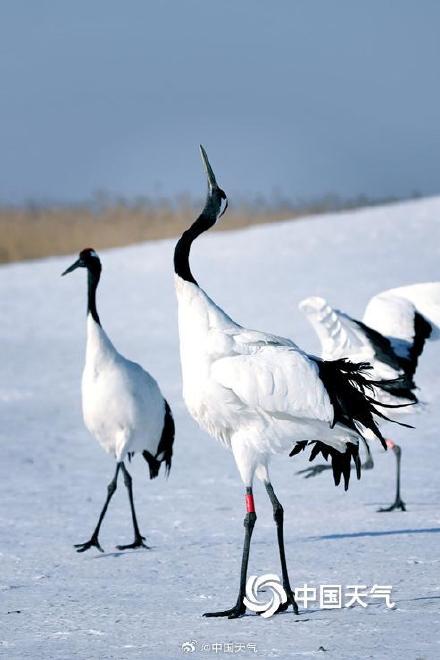 绝美!黑龙江扎龙湿地丹顶鹤雪中起舞 仙气十足 绝美!黑龙江扎龙湿地丹顶鹤雪中起舞 仙气十足