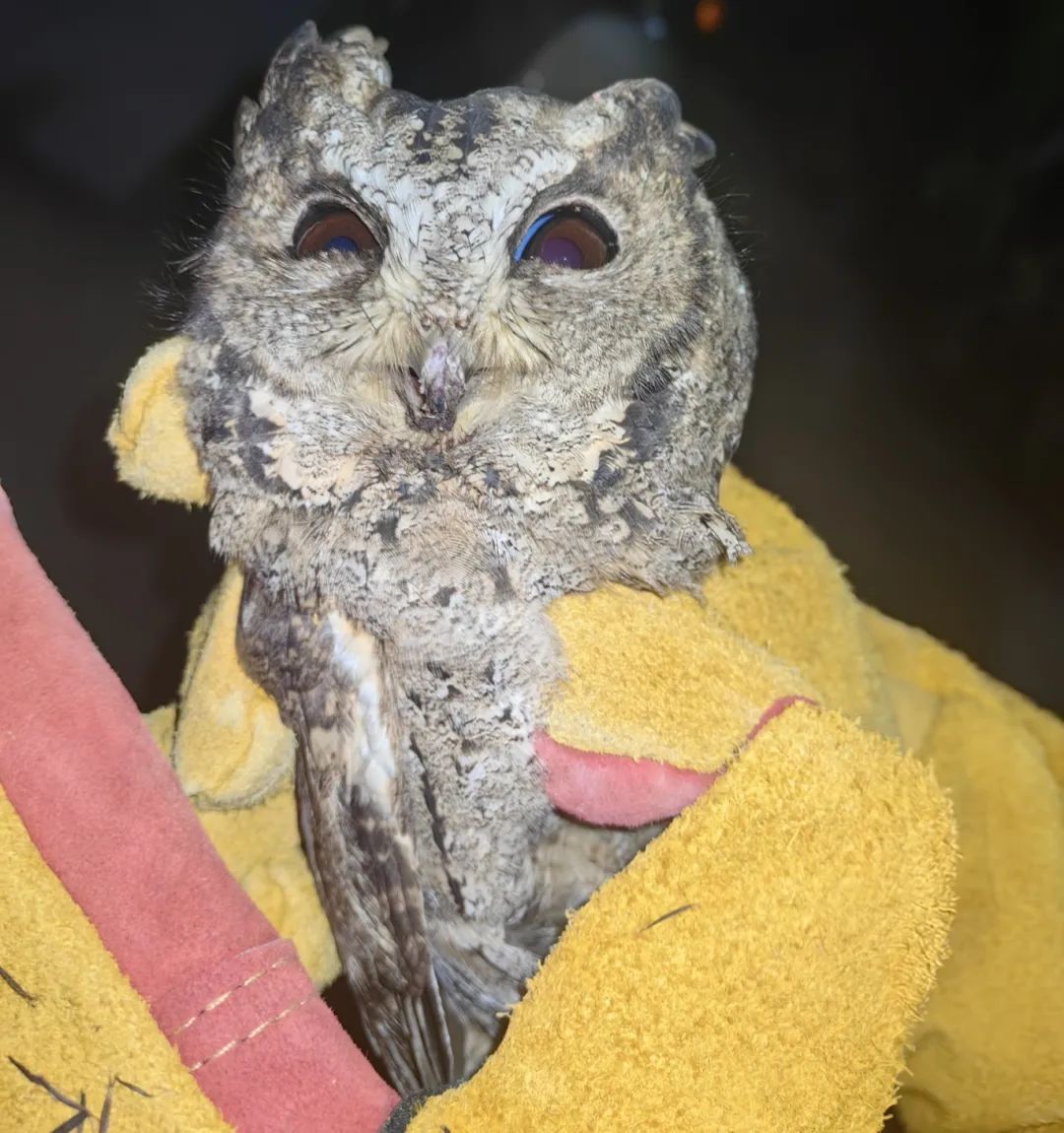 “呆萌”猫头鹰落难,警民携手救助 “呆萌”猫头鹰落难,警民携手救助