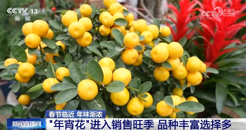 “年宵花”扮靓市场供销两旺 姹紫嫣红中年味渐浓