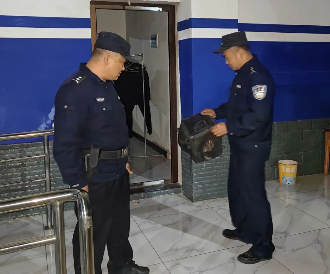 “呆萌”猫头鹰落难,警民携手救助 “呆萌”猫头鹰落难,警民携手救助