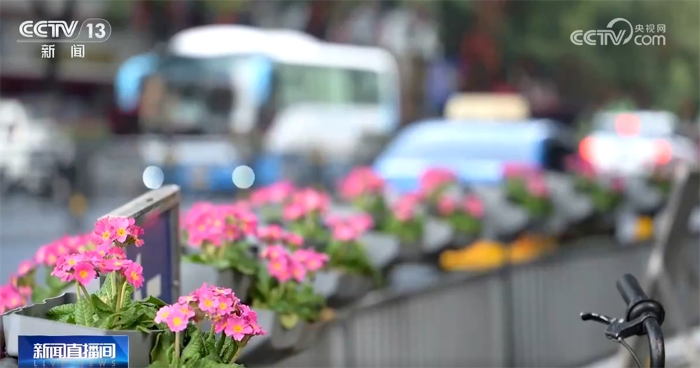 “年宵花”扮靓市场供销两旺 姹紫嫣红中年味渐浓