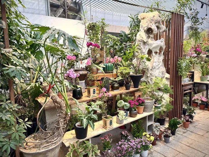 年宵花“受宠”